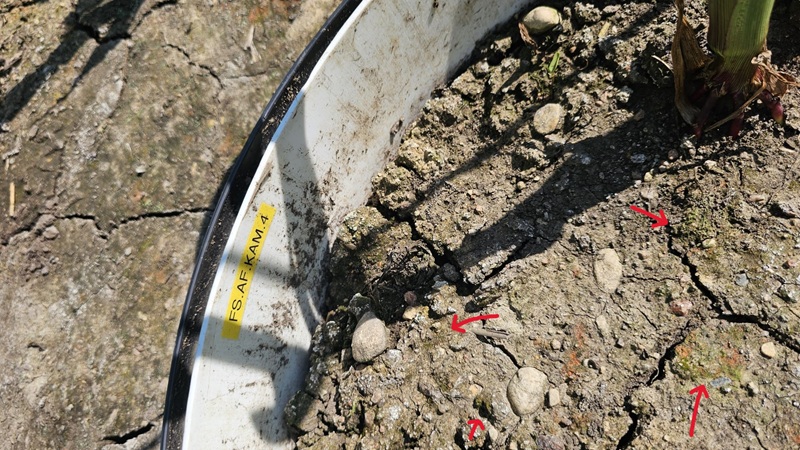 Uue samblaliigi leiukoht