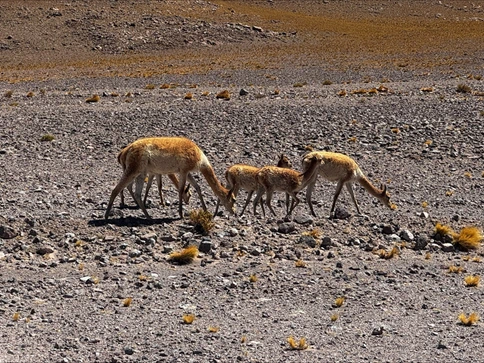 Participation at the International Water Association conference in Chile