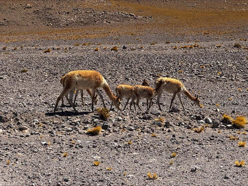Osalemine Rahvusvahelise Veeliidu konverentsil Tšiilis